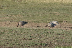 Spetsbergsgås, Anser brachyrhynchus